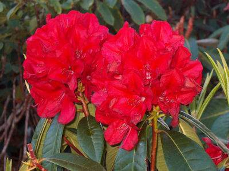 Rhododendron 'Bibiani' 8L