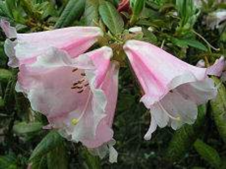 Rhododendron 'Countess Of Hadd 8L