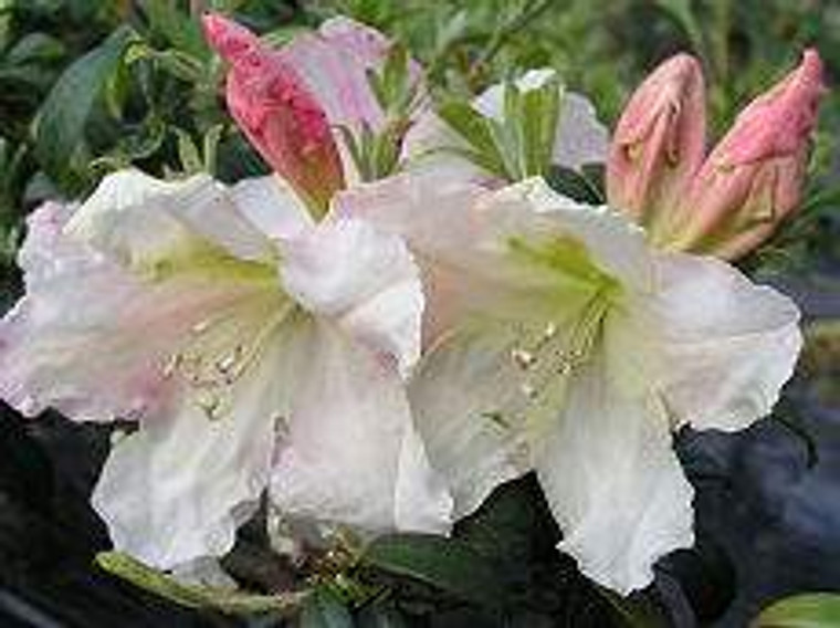 Rhododendron 'Harry Tagg' 8L