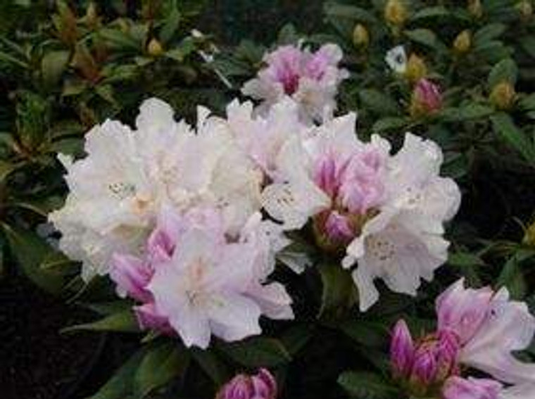 Rhododendron 'Hoppy' 8L