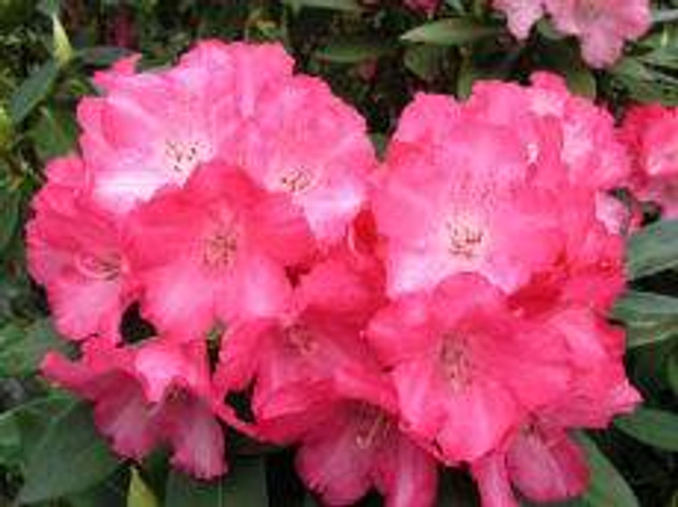 Rhododendron 'Solidarity' 8L