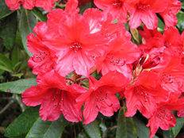 Rhododendron 'Vulcan's Flame' 8L