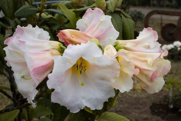 Rhododendron 'Ivory Empress' 8L