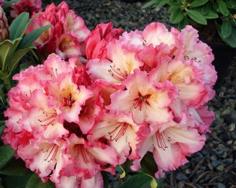 Rhododendron 'Fire Rim' 8L