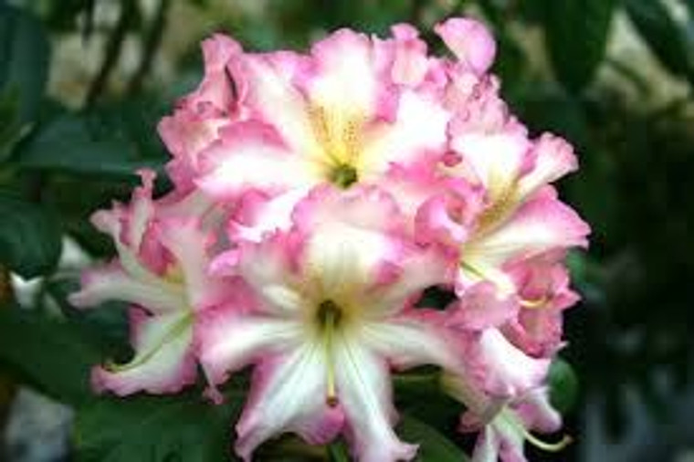 Rhododendron 'Melrose Flash' 8L