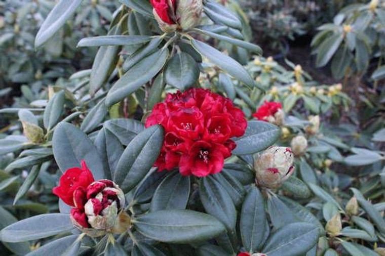 Rhododendron 'Raging Bull' 8L