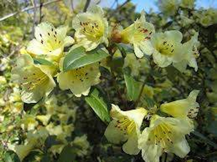 Rhododendron 'Lemon Mist' 8L