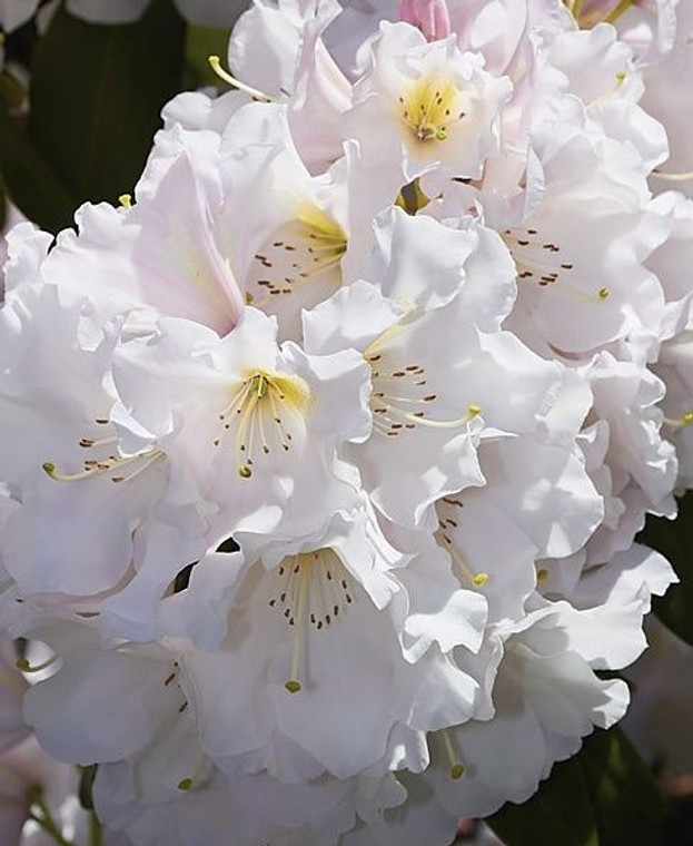 Rhododendron 'Holmeslee Pearl' 8L