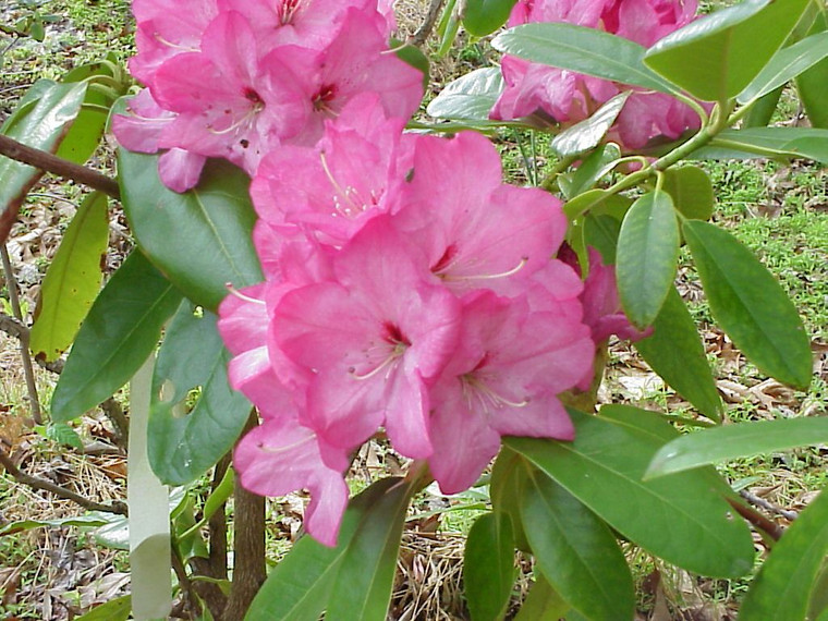 Rhododendron 'Ruby Bowman' 8L