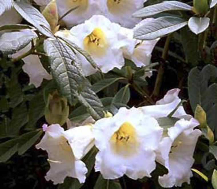 Rhododendron 'Mi Amor' 8L
