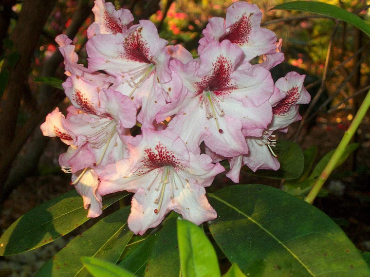 Rhododendron 'Razzle Dazzle' 8L