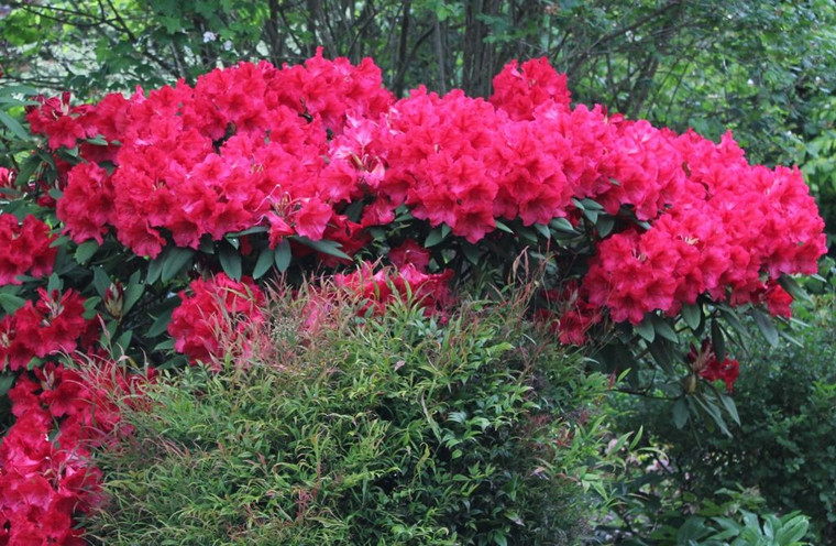 Rhododendron 'Tally Ho' 8L