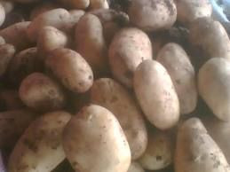 Seed Potato - Liseta 3kg