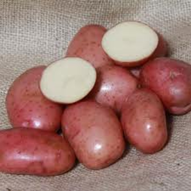 Seed Potato - Red King 3kg