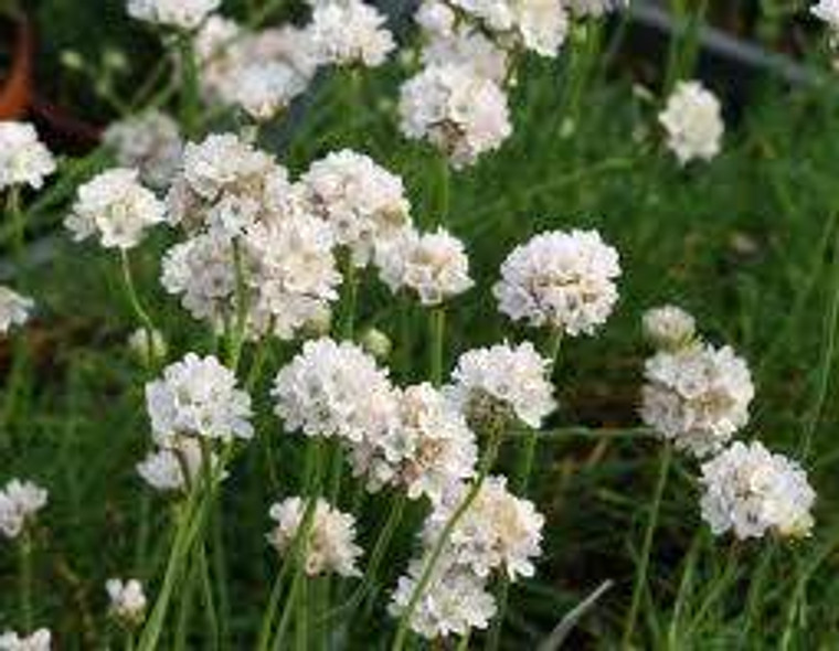 Armeria maritima 'Alba' 9cm