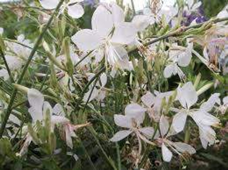 Gaura lindheimeri 'So White' 9cm