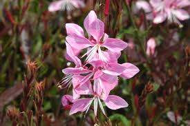 Gaura 'Ballerina Blush' 9cm