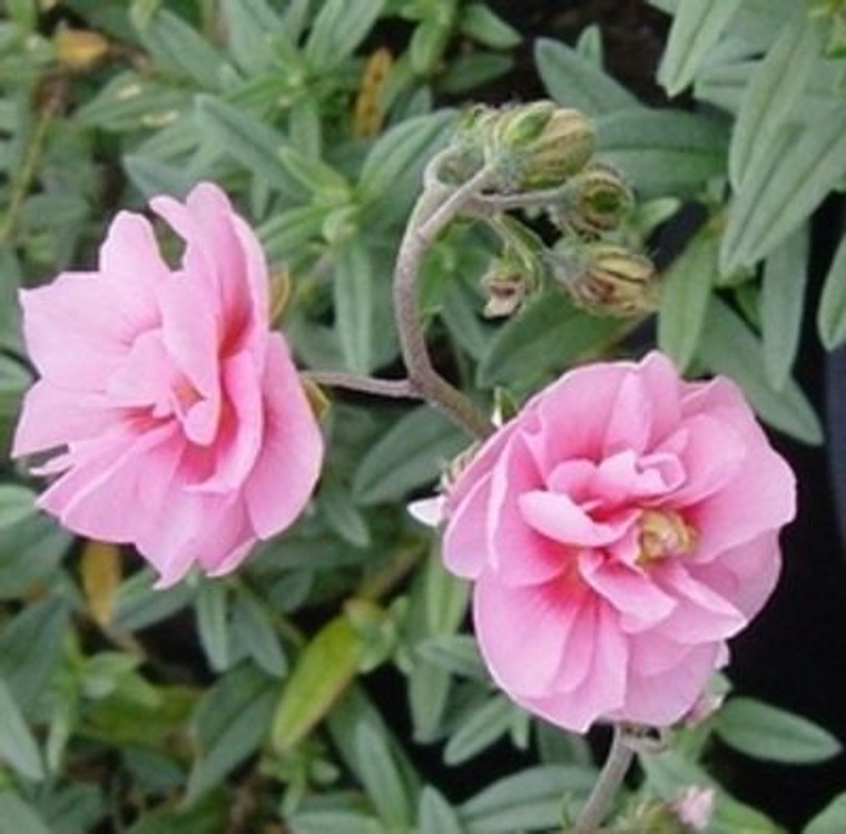 Helianthemum 'Double Pink' 9cm