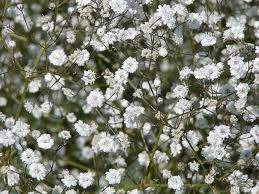 Gypsophila 'Bristol Fairy' 9cm