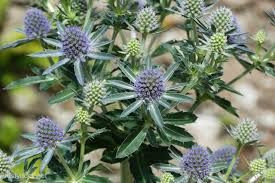 Eryngium 'Blue Hobbit' 9cm