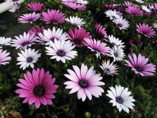 Osteospermum 'Magenta Medley' 9cm