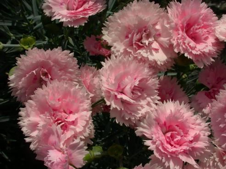 Dianthus 'Candyfloss' 9cm