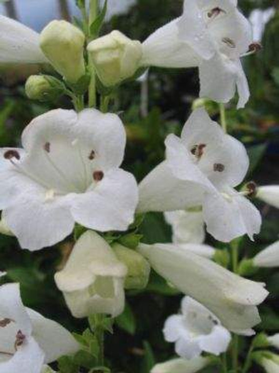 Penstemon 'Snow Storm' 9cm