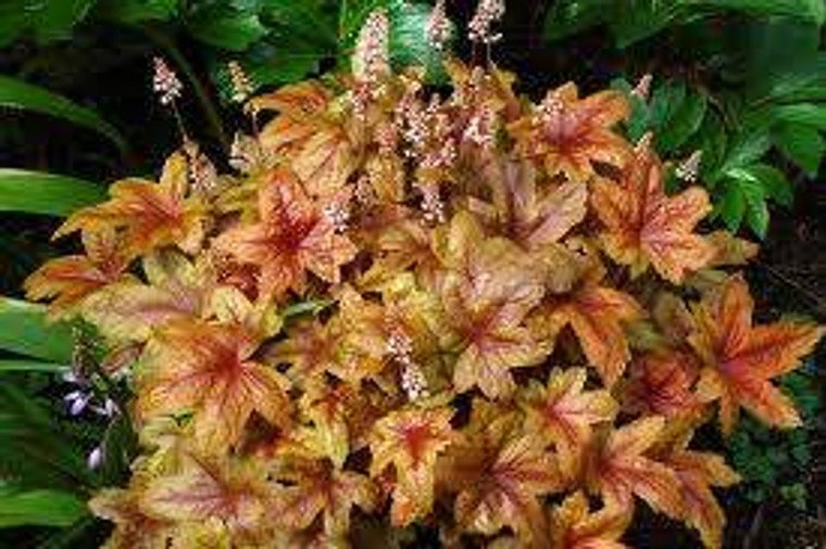 Heucherella 'Brass Lantern' 9cm