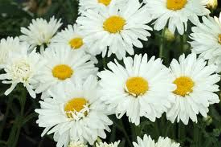 Leucanthemum 'Paladin' 9cm