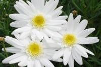 Argyranthemum 'Summer Angel' 9cm