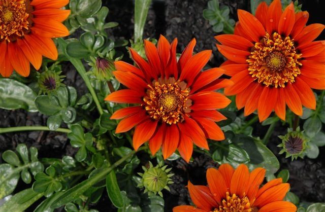 Gazania 'Copper Sunset' 9cm