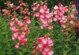 Penstemon 'Watermelon Taffy' 9cm