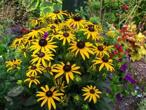 Rudbeckia 'Little Goldstar' 9cm