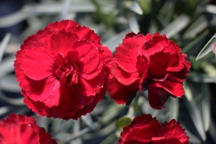 Dianthus 'Rebekah' 9cm