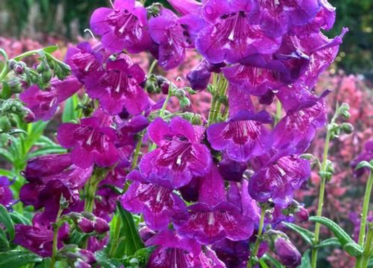 Penstemon 'Boysenberry Taffy' 9cm