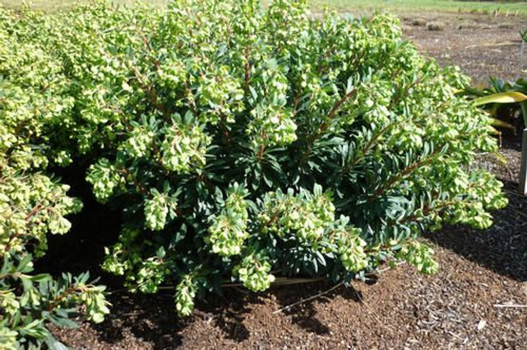 Euphorbia 'Ascot Jade' 9cm
