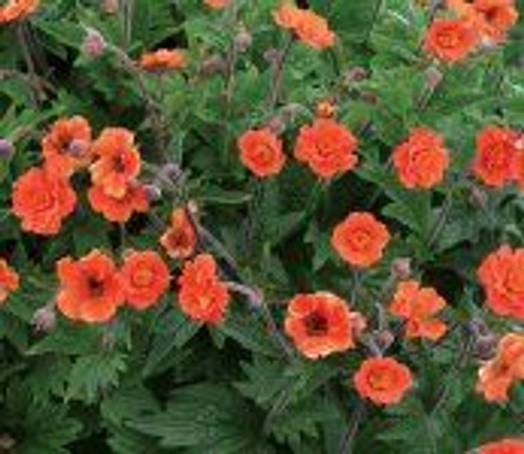 Geum 'Rustico Orange' 9cm