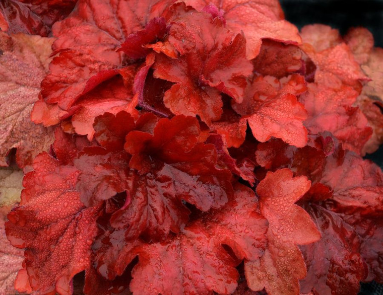 Heuchera 'Fire Alarm' 9cm
