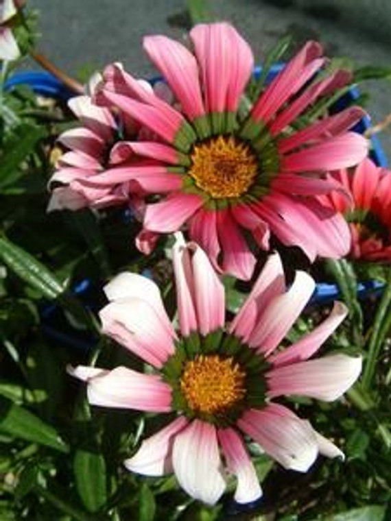 Gazania 'Green Ice' 9cm