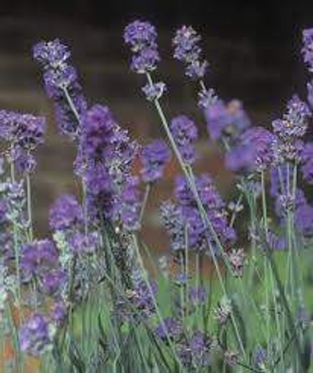 Lavender 'Arabian Nights' 9cm