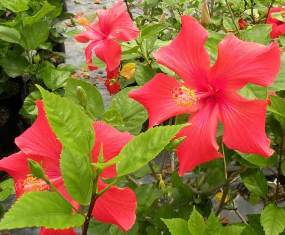 Hibiscus 'Simmonds Red' 2.5L
