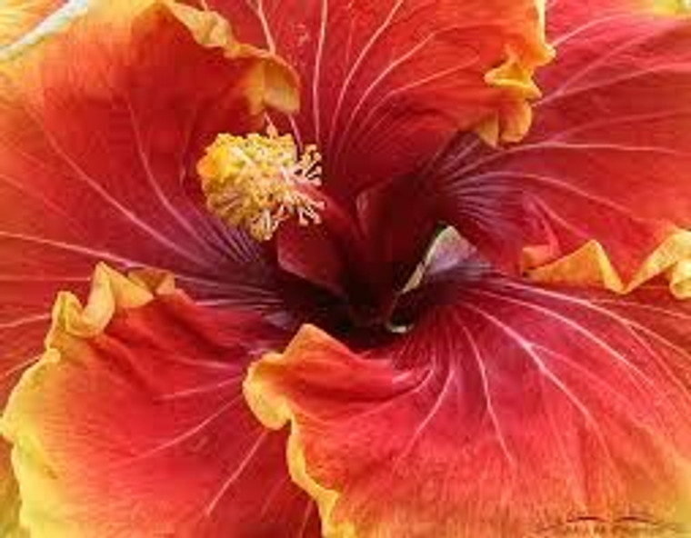 Hibiscus 'Flame' 2.5L