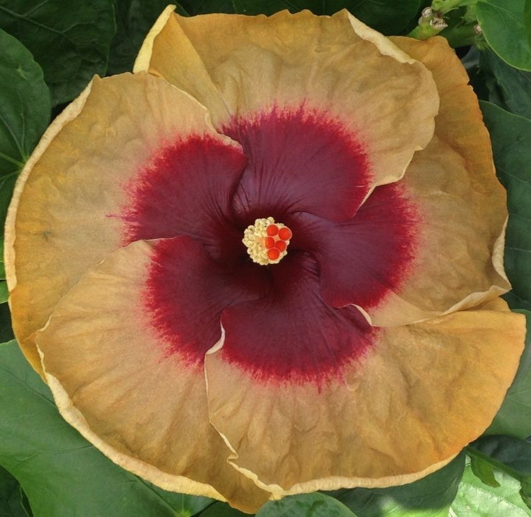 Hibiscus 'Herm Geller' 2.5L