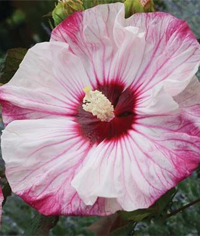 Hibiscus 'Cherry Cheesecake' 4.5L