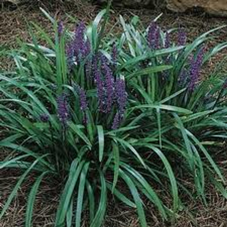 Liriope muscari 'Royal Purple' GOL