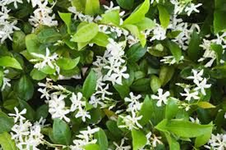 Trachelospermum jasminoides GOL