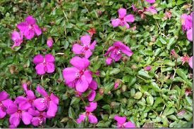 Heterocentron elegans GOL