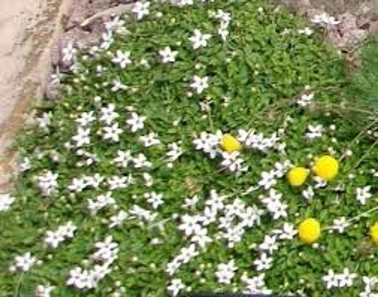 Pratia puberula 'Alba' GOL