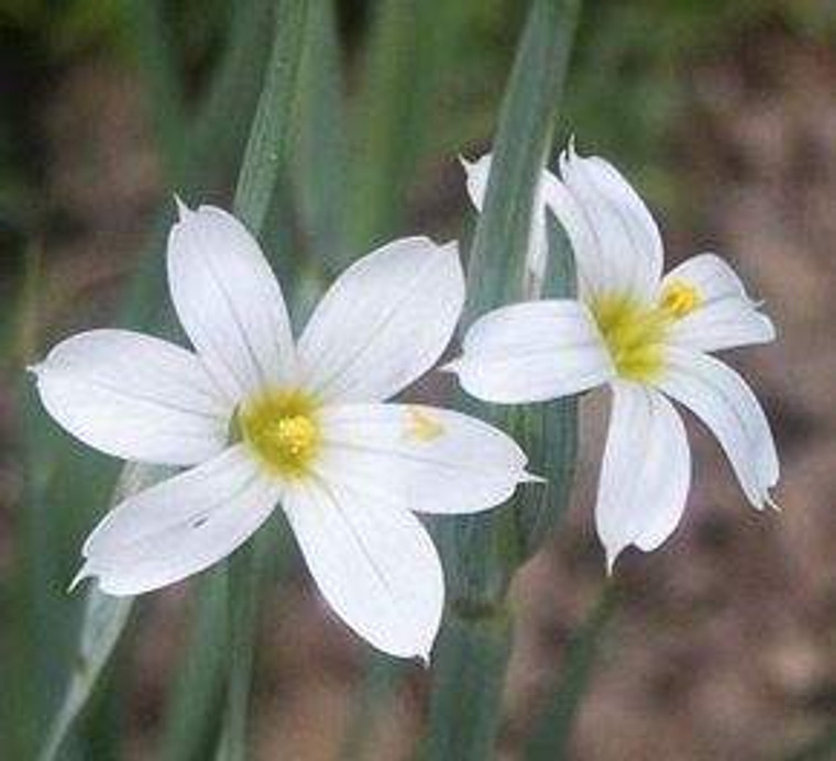 Sisyrinchium 'Snow Drift' GOL