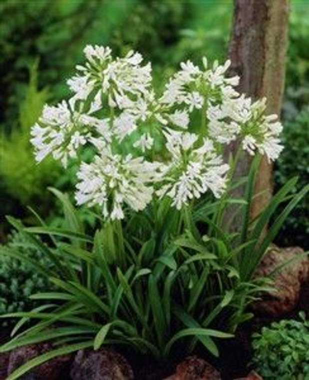 Agapanthus 'White Ice' GOL